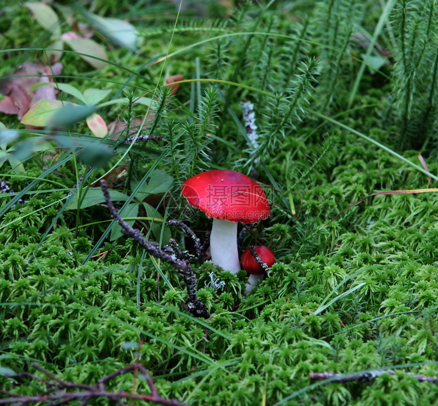 蘑菇生态植物森林苔藓帽子红色家庭食物树叶植物群图片