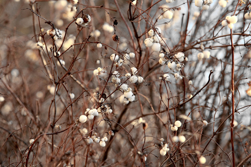 雪莓植物群棕色摄影植物生长花园宏观灌木季节杨梅图片