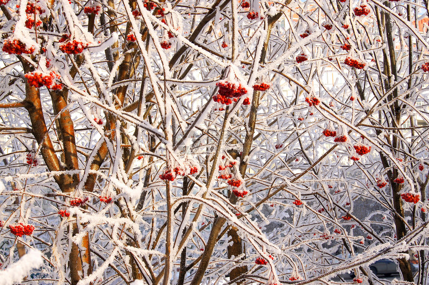 冬季冷冻的草莓天气白色季节红色天空冻结图片