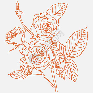 海带芽一根玫瑰花束的手画插图生日庆典绘画铭文展示宣言礼物婚礼草图树叶设计图片