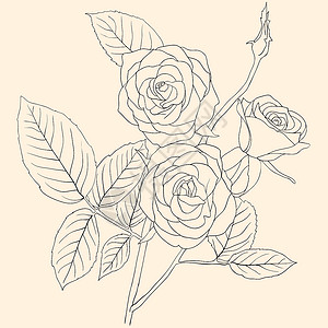 爱的宣言一根玫瑰花束的手画插图绘画庆典订婚婚礼礼物生日展示宣言树叶花瓣设计图片