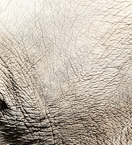 大象皮肤纹理 背景高清图片
