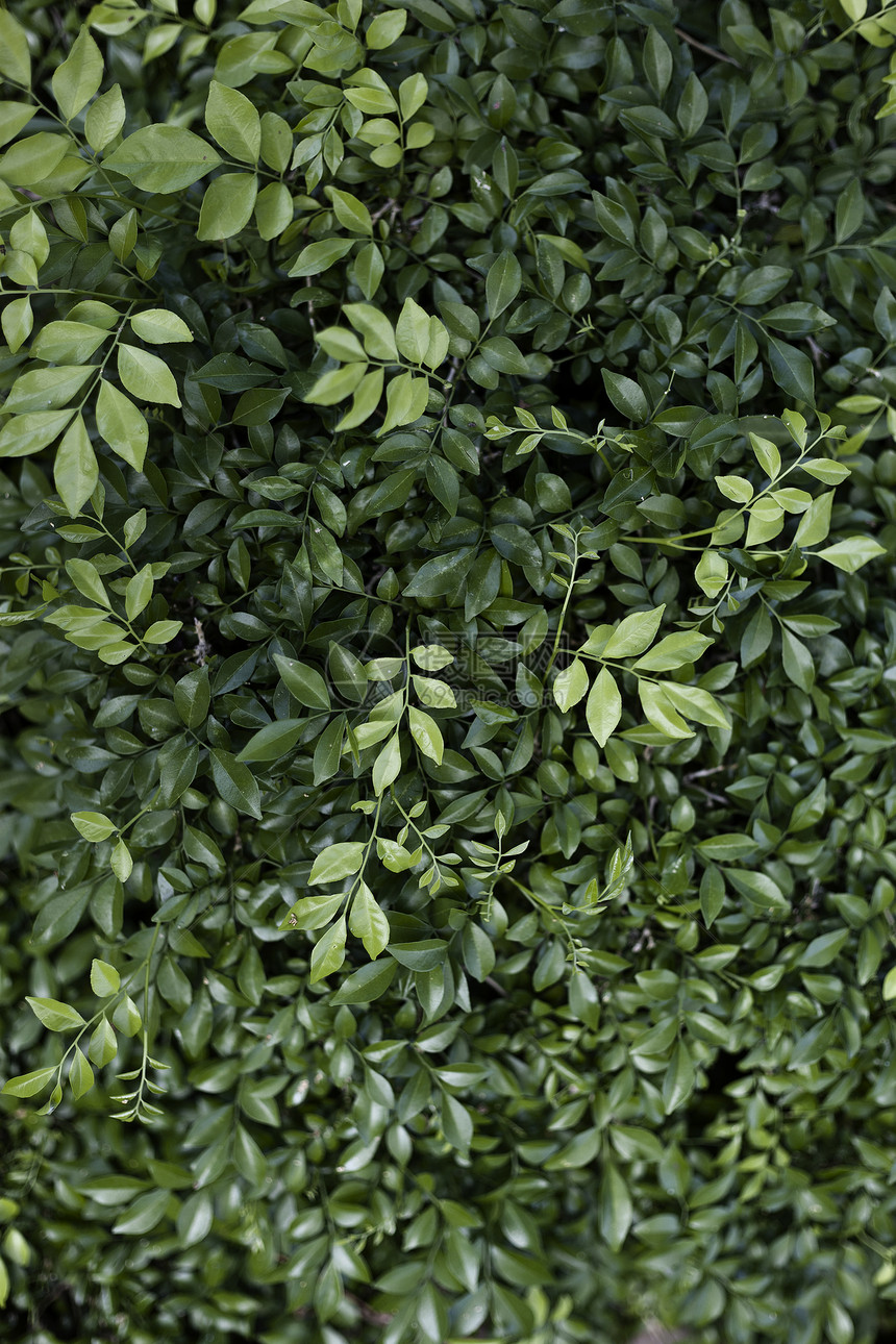 用于设计设计的美丽的绿树叶森林树木射线阳光植物环境宏观花园季节生长图片