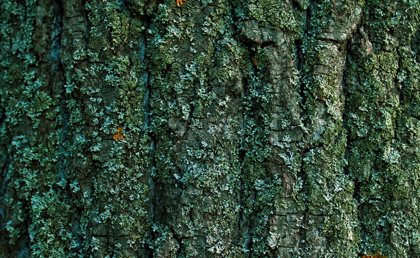 条边框纹理森林生活棕色风化树干材料宏观果皮木材皮层图片