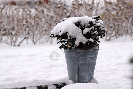 雪莉桶白雪覆盖的植物冻结树叶雪花浆果白色季节季节性荆棘多刺灌木背景