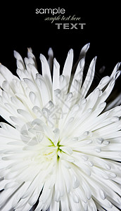 爱斯特花花瓣植物植物群雏菊生活季节生长菊花家庭白色背景图片