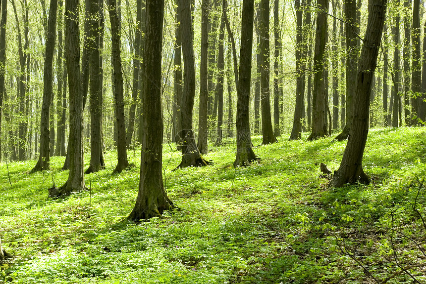 森林绿色植物床单生态天堂环境阳光公园图片