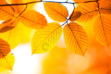 秋季假期森林生长树叶橙子环境植物红色分支机构叶子背景图片