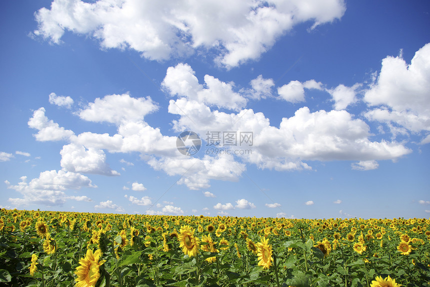 向向向外字段乡村天空向日葵植物绿色草地晴天国家活力农场图片