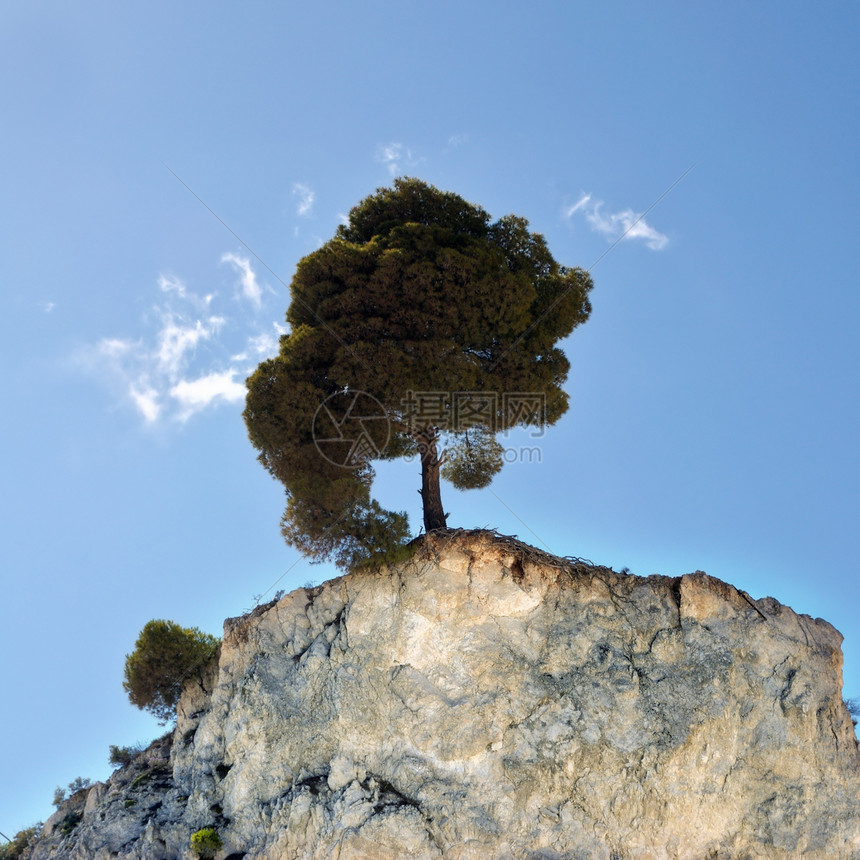 独木的树树干农村蓝色边缘岩石植物木头环境侵蚀风景图片