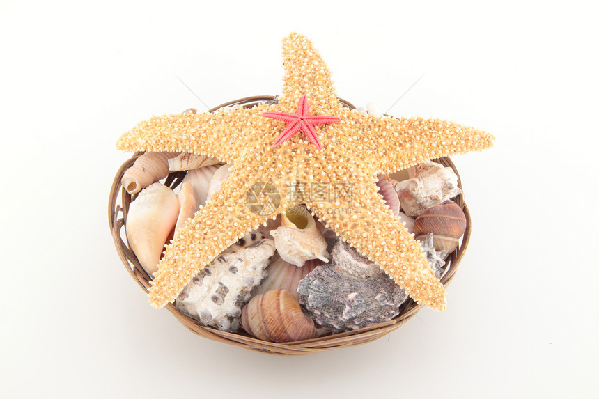 贝壳上的海星生态卡片情调纺织品白色海洋异国生物学热带织物图片