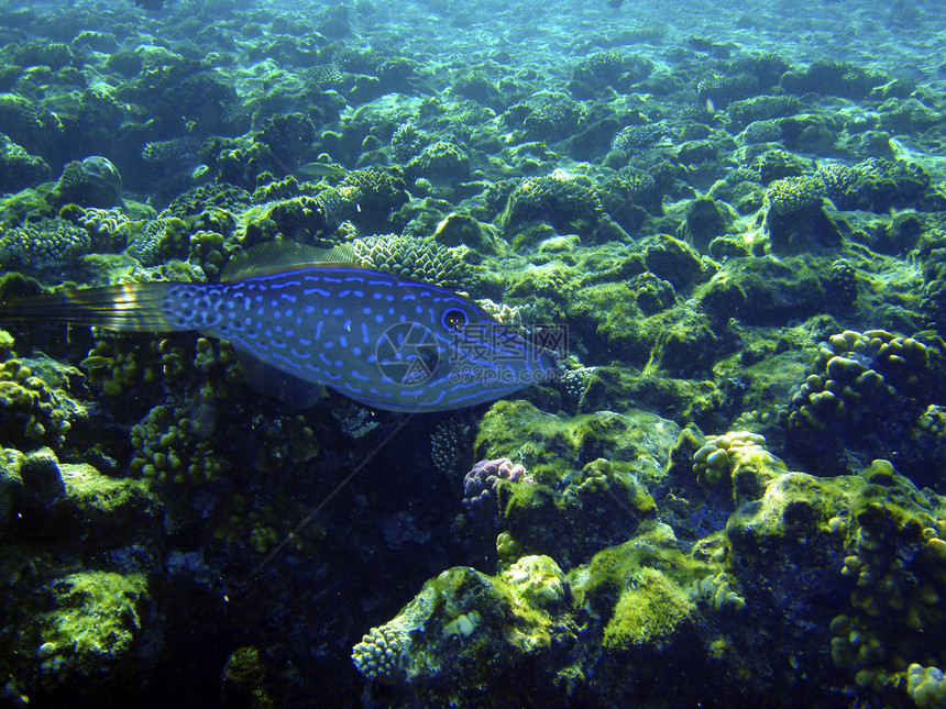 在珊瑚礁附近游来游去的奇怪的蓝鱼 水下照片图片