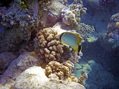 在珊瑚礁附近游泳的鱼 水底照片异国情调高清图片素材