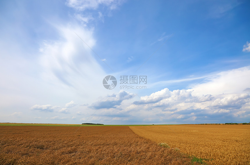 小麦田和美丽的蓝色天空 带云 欧洲图片