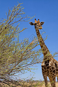 非洲纳米比亚国家公园的长颈鹿脖子公园动物国家野生动物背景图片