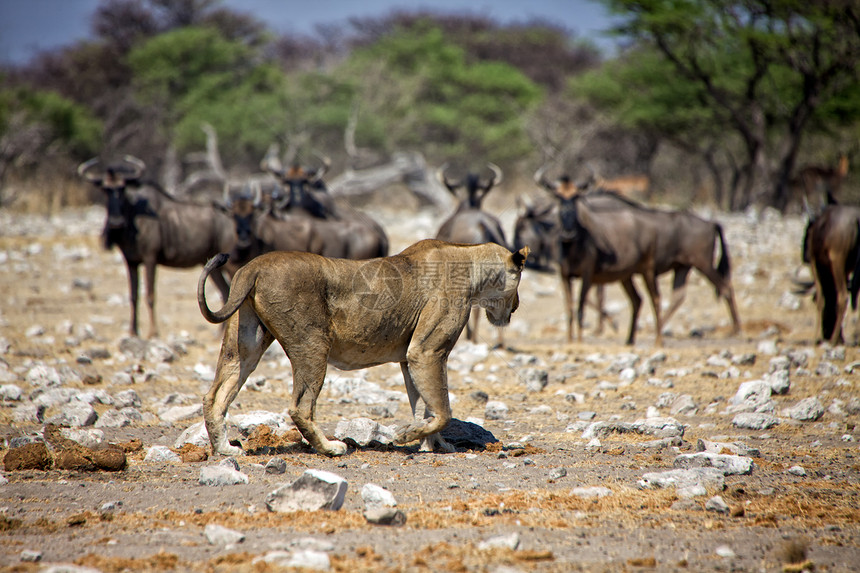 一位在阿托沙国家公园纳米比亚(Namibia)野马面前的狮子图片