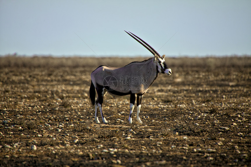 Etosha国家公园纳米比亚的奥里克斯图片