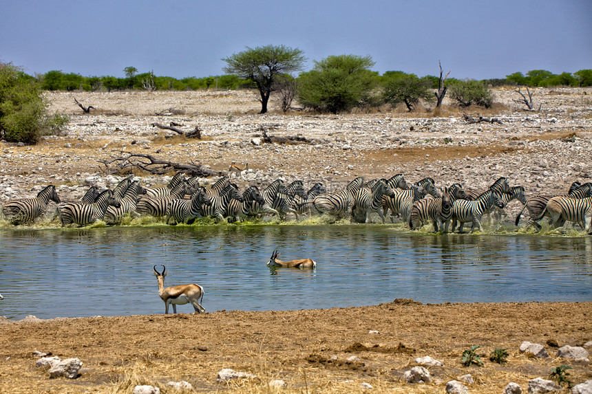 斑马从国家公园的一个水坑里跑出来图片