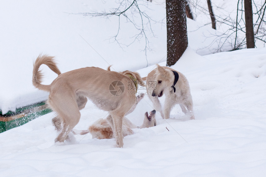 雪中小狗狗动物水平公园树干棕色白色乐趣猎犬小狗斗争图片