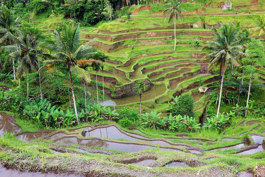 印度尼西亚巴厘岛水稻梯田景观风景传统栽培种植园灌溉稻田植物粮食框架棕榈图片