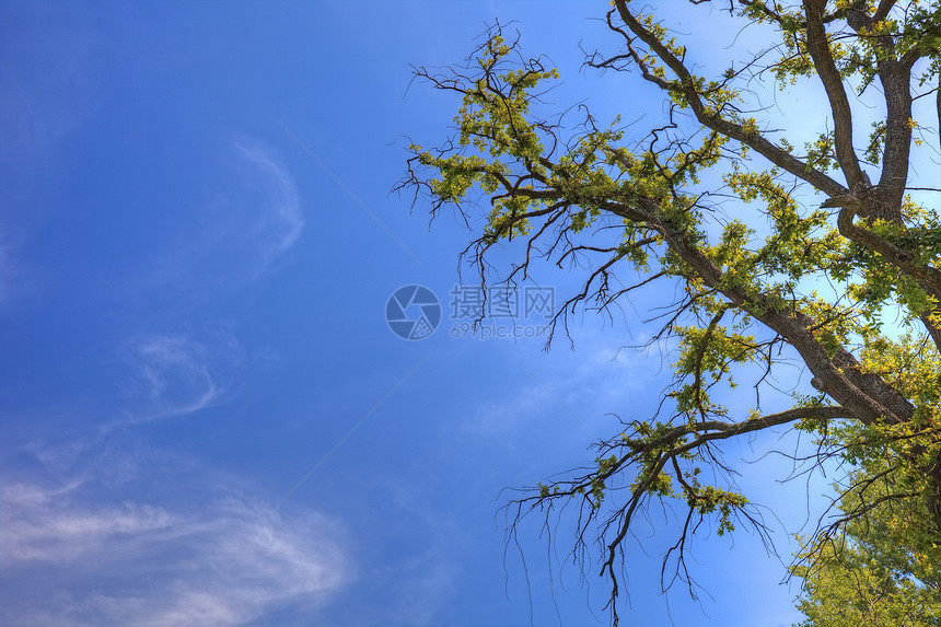 旧树和天空作为背景 为您设计空位图片