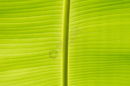 香蕉叶黄色背光叶子水平摄影绿色背景图片