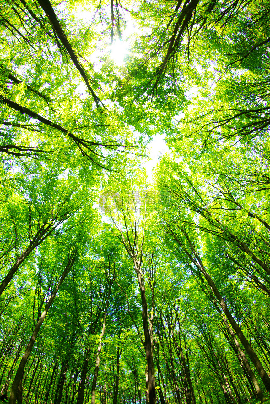 绿林射线森林太阳阳光叶子植物荒野木头分支机构小路图片
