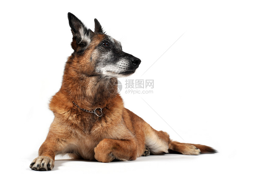 旧麦地利宠物警觉牧羊人工作室犬类动物警犬棕色图片