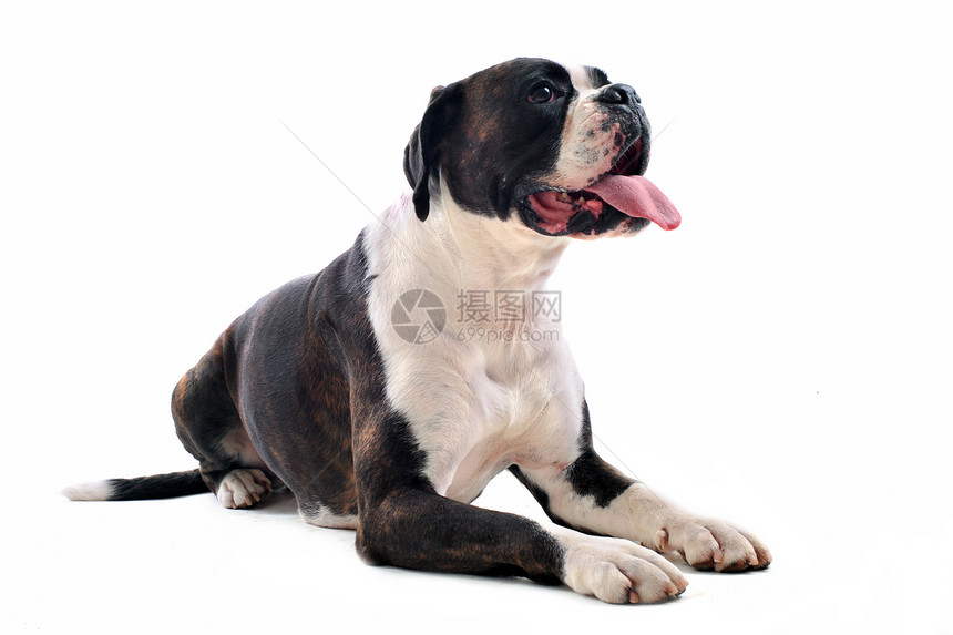 棕色弓动物宠物白色工作室舌头犬类斗牛犬图片