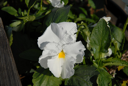 白花花白色绿色植物园艺背景图片