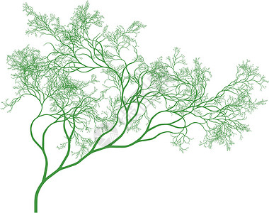 矢量树植物叶子插图模版植物学季节花园绘画季节性生长背景图片