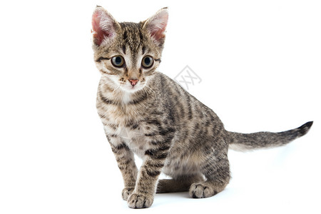 小猫咪毛皮猫科灰色动物哺乳动物宠物条纹小猫背景图片