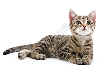 小猫咪哺乳动物宠物猫科动物条纹小猫毛皮灰色背景图片