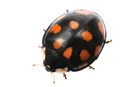 立体虫瓢虫荒野黑色天线动物学昆虫漏洞红色宏观甲虫背景图片