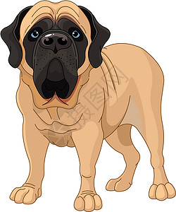 语数英英语马斯特夫语英语警卫犬类哺乳动物插图宠物英獒耳朵卡通片脊椎动物棕色插画