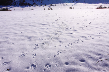 冬天雪中野兔的踪迹课程阴影阳光蓝色远足小路荒野打印冻结脚步声背景图片