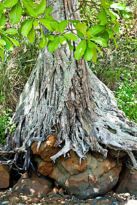 红树林树森林岩石热带木质背景图片