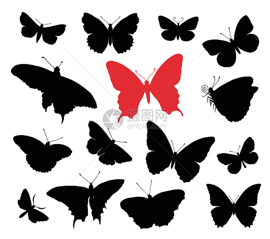 蝴蝶收藏花园中风花朵昆虫航班生物网络翅膀收集美丽图片
