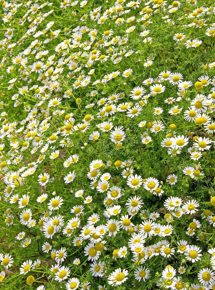 花角字段植物学野花植物群季节环境草本植物风景草地场景生长图片