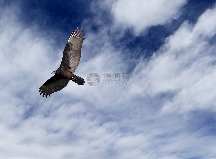 飞行中的秃鹫翼展野生动物秃鹰水平航班蓝色天空翅膀火鸡图片