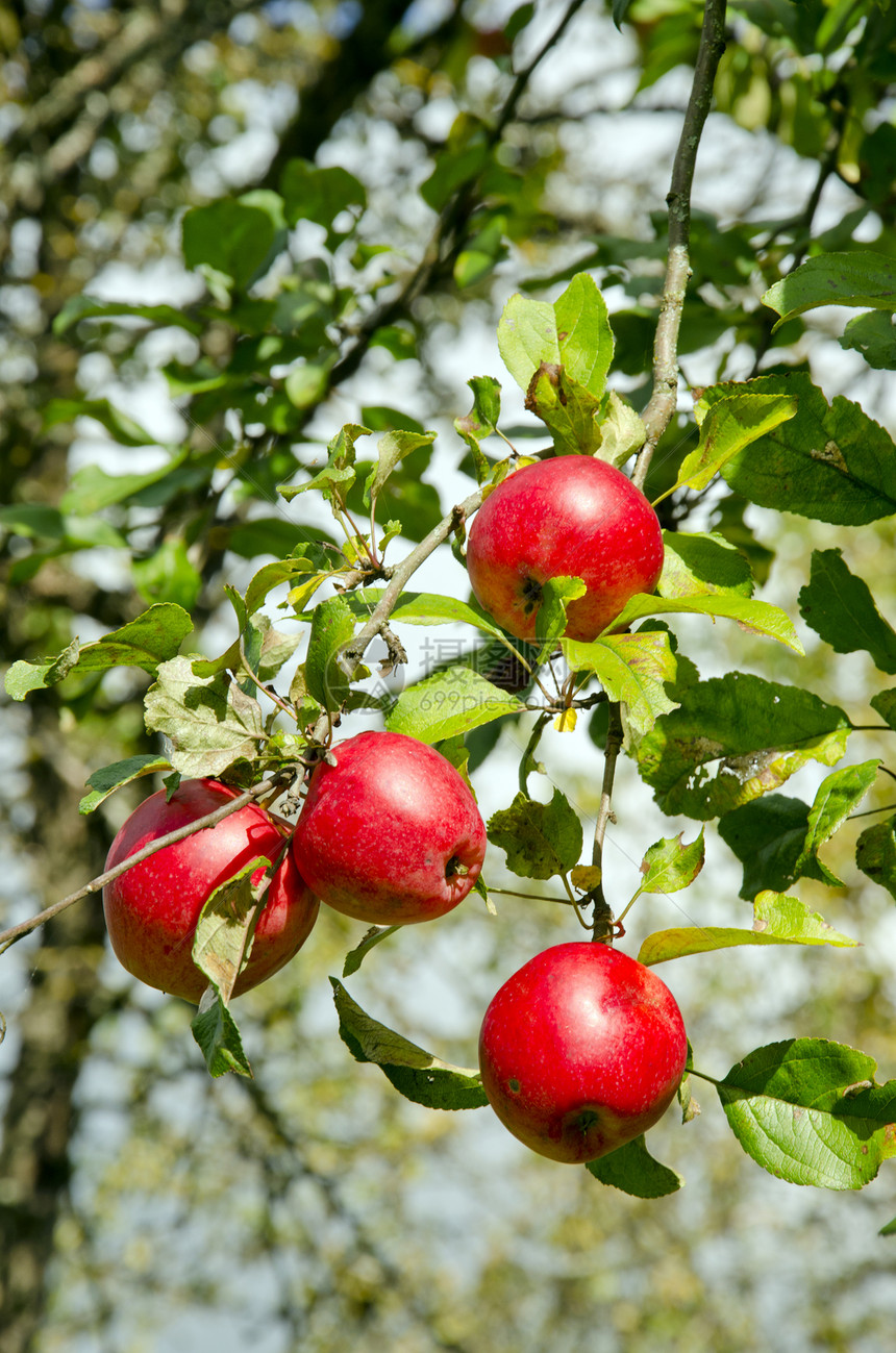 红苹果水果挂树枝 健康食品图片