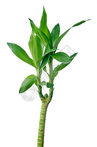 绿竹居住植物叶子生长小枝活力绿色白色环境发芽背景图片