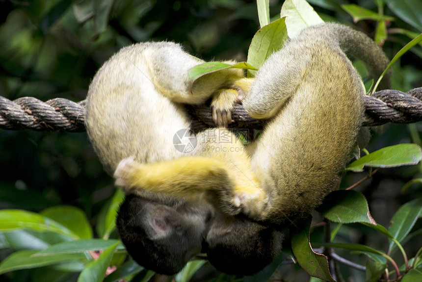 猴子猴类动物学动物荒野森林快乐婴儿喜悦丛林尾巴毛皮图片