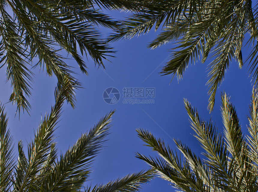 向上看棕榈树木树叶绿色蓝色图片