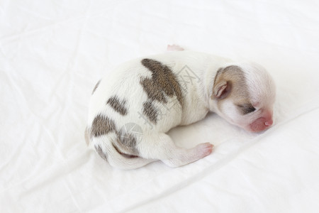 睡眠狗Chihua 新生儿睡眠午睡毛发仔畜衬垫小动物动物宠物犬类毛皮背景