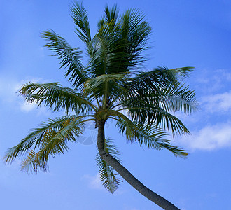 梦幻场景 白沙滩上美丽的棕榈树背景图片