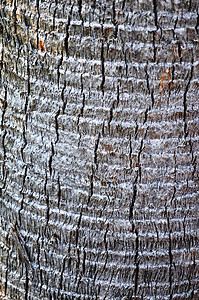 棕榈树纹背景树皮灰色棕榈绿化园林背景图片
