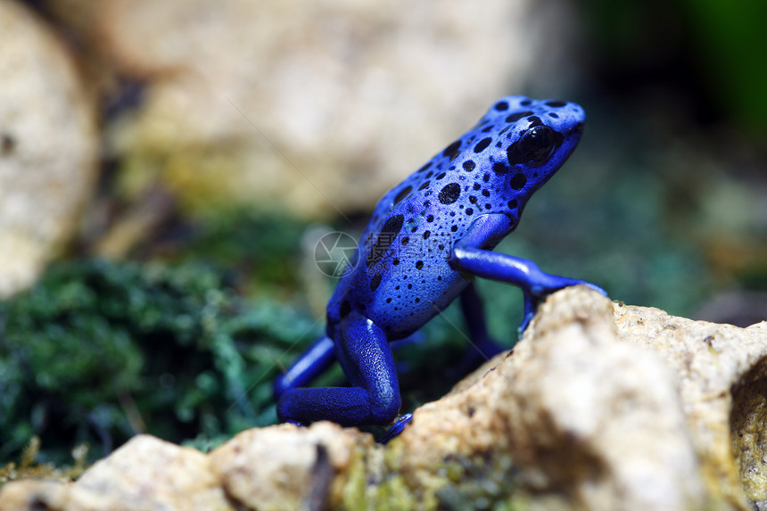 蓝毒达尔特青蛙雨林热带水平活力蓝色野生动物丛林动物宏观图片
