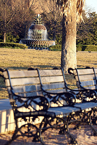 查尔斯顿喷泉市中心旅行公园长椅建筑学棕榈背景图片