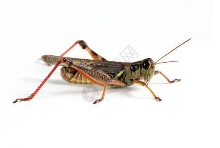蚂蚱宏观水平昆虫刺槐直翅目害虫白色野生动物背景图片